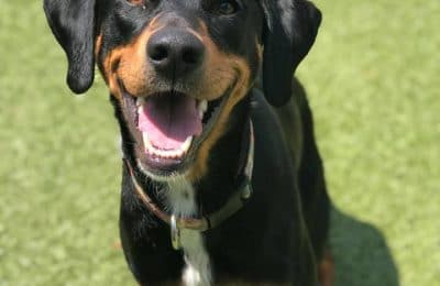 July 2019 Dog of the Month!