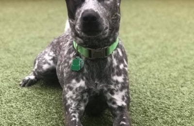 Charlie K. December 2019!