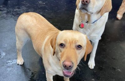 Millie and Hobbs!
