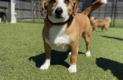 Fitz Dog of the Month