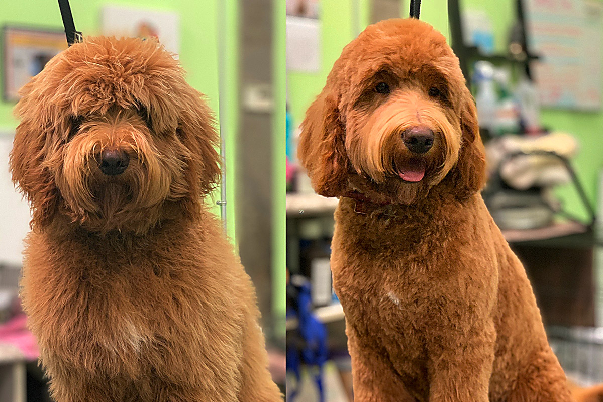 Dog before and after