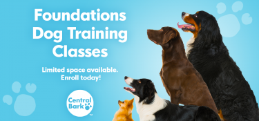 Canine Foundations Group Dog Training Class