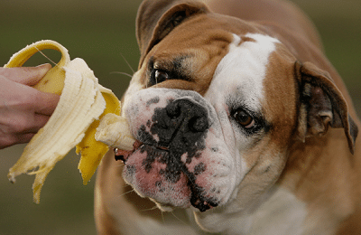 Safe Plants, Fruits, and Vegetables for Dogs