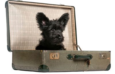 Travelling With Your Dog