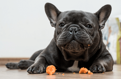 Favorite Fresh Foods for Your Dog