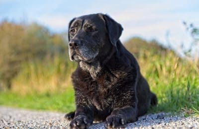 National Senior Pet Month