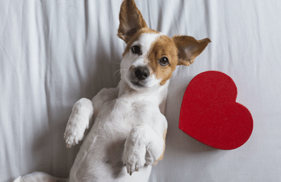 My Dog is my Valentine: 7 Ways to Celebrate Valentine’s Day with Your Dog