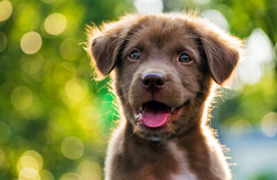 brown puppy at puppy hour