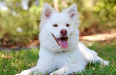 A Sweet Valentine’s Day Apple Treat