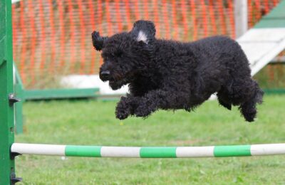 black dog jumping