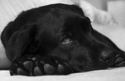 Black labrador sleeping