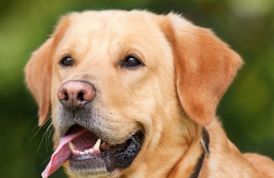 It’s National Dog Day on August 26th