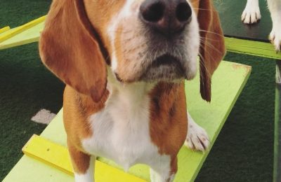 Congratulations, Goo!