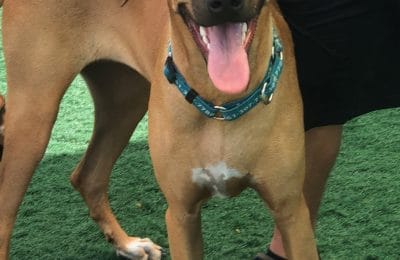 Congratulations, Talulah, Our July Dog of the Month!