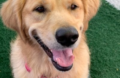 Congratulations, Bailey, Our August Dog of the Month!