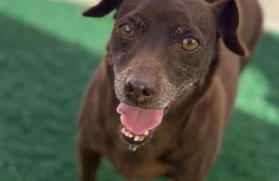 Congratulations, Coco, Our September Dog of the Month!