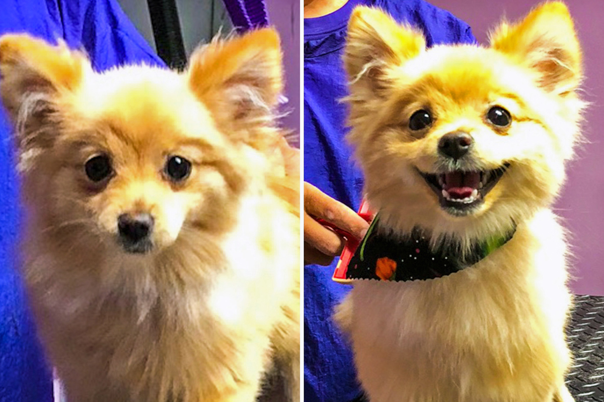 Small dog before and after grooming at Central Bark West Palm Beach