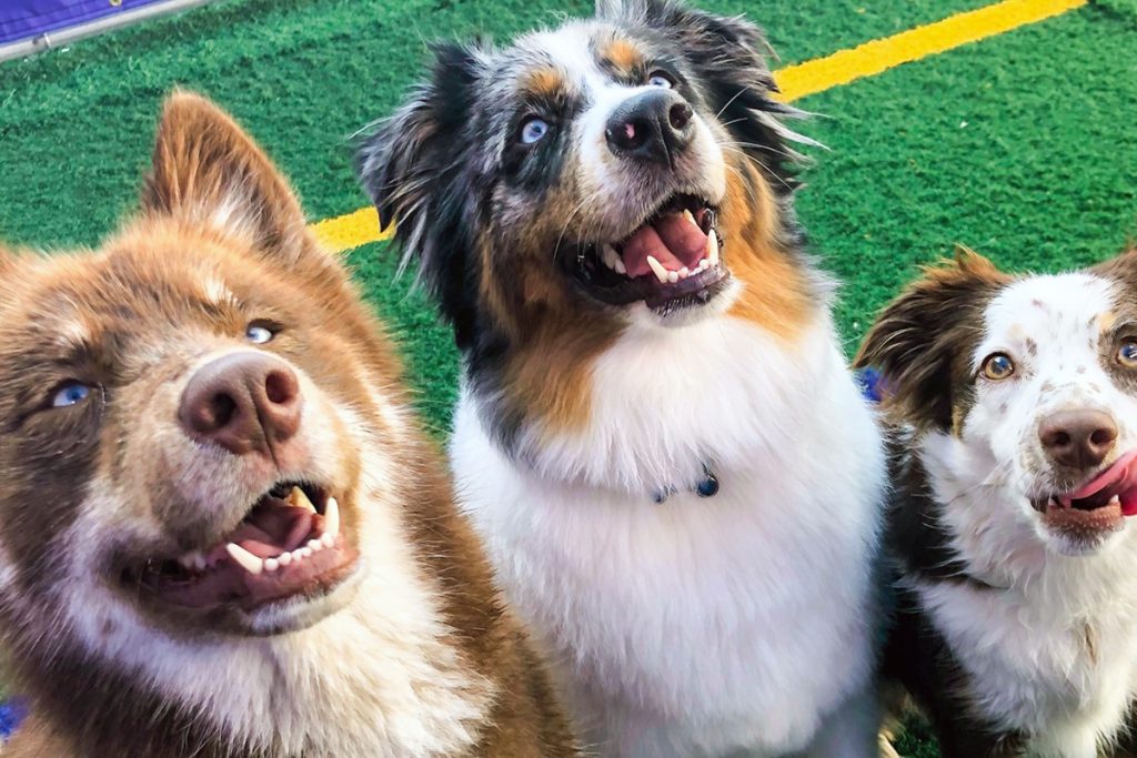 Central Bark West Palm Beach, FL Doggy Day Care