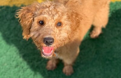 Congratulations, Milo, Our September Dog of the Month!