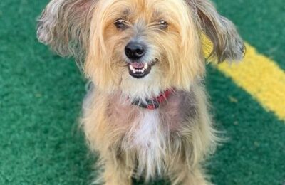 Congratulations, Ivy, Our November Dog of the Month!