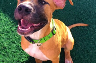 Congratulations, Rogan, Our December Dog of the Month!