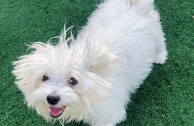 Congratulations, Leo, Our January Dog of the Month!