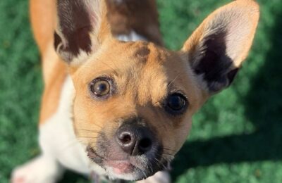 Congratulations, Callie, Our February Dog of the Month!