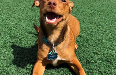 Congratulations, Peanut, Our March Dog of the Month!