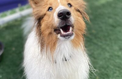 Congratulations, Fritz, Our May Dog of the Month!