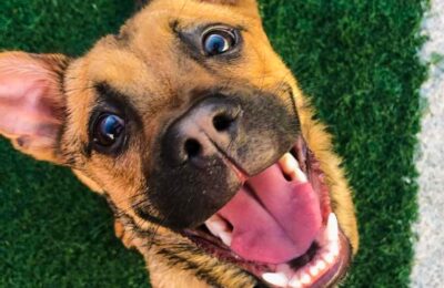 Congratulations, Gideon, Our June Dog of the Month!