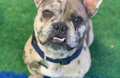 Congratulations, Louie, Our July Dog of the Month!