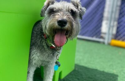 Congratulations, Liam, Our September Dog of the Month!