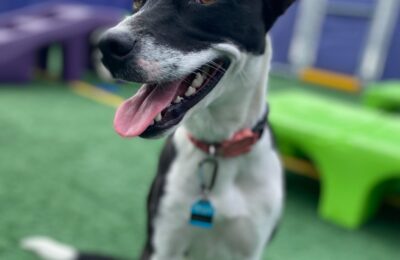 Congratulations, Dubbie, Our October Dog of the Month!