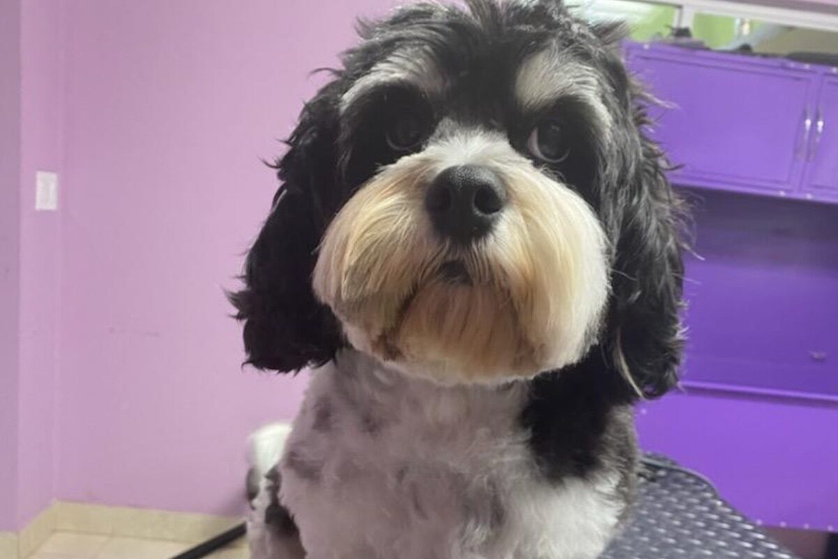 Black and white dog looking at camera after grooming