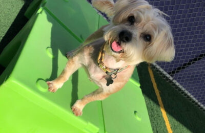 Congratulations, Percy, our November Dog of the Month!