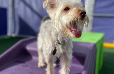 Congratulations, T’Challa, our December Dog of the Month!