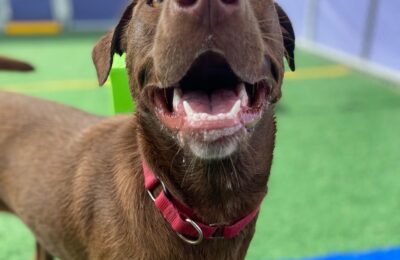 Congratulations, Dolly, Our January Dog of the Month!