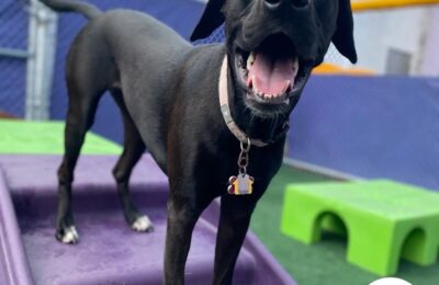 Congratulations, Rosie, Our February Dog of the Month!