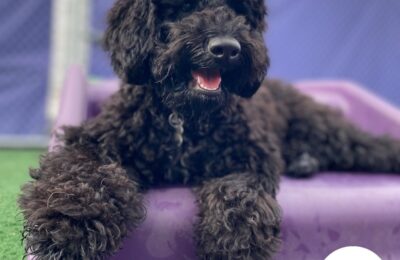 Congratulations, Onyx, Our March Dog of the Month!