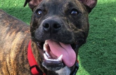 Congratulations, Kira, Our April Dog of the Month!