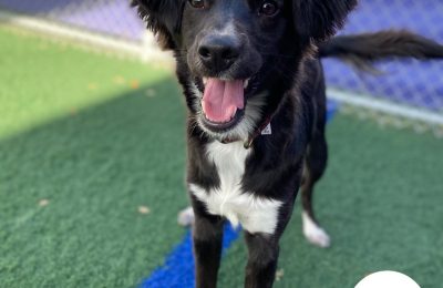 Congratulations, Billie, Our May Dog of the Month!