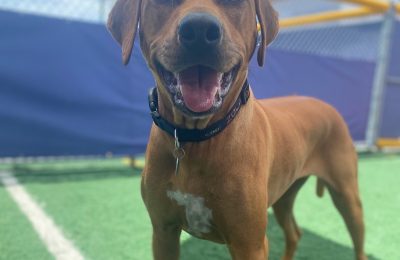 Congratulations, Zola, our June Dog of the Month!