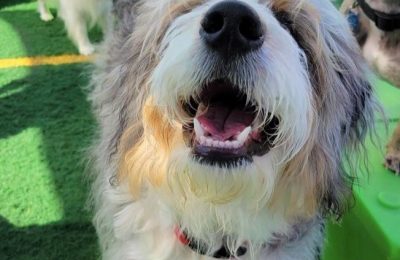 Congratulations, Blu, Our August Dog of the Month!