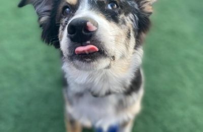 Congratulations, Maverick, Our September Dog of the Month!