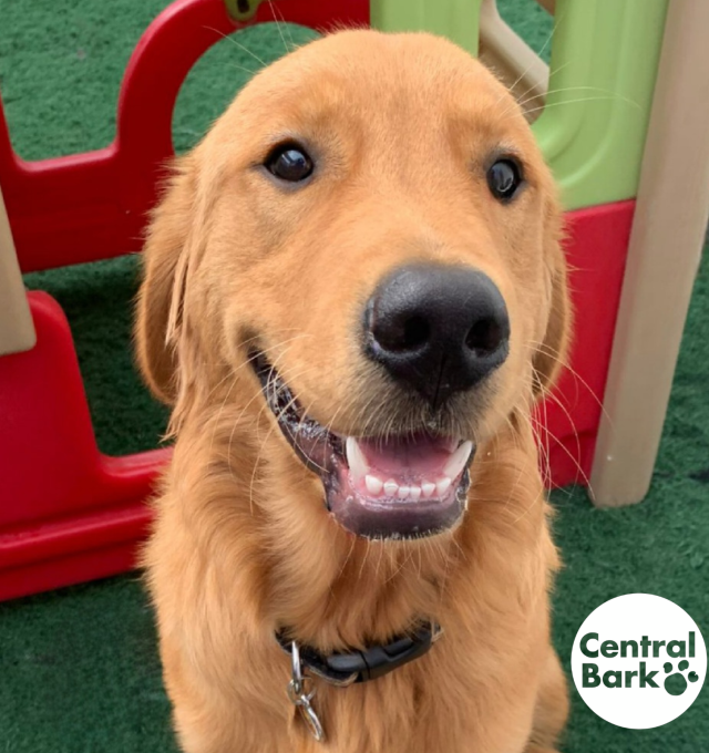 Congratulations, Orion, Our September Dog of the Month!