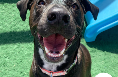 Congratulations, Cali, our October Dog of the Month! 