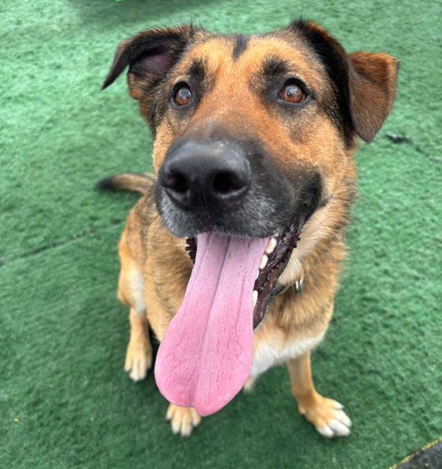 Congratulations, Gojo, our April Dog of the Month!