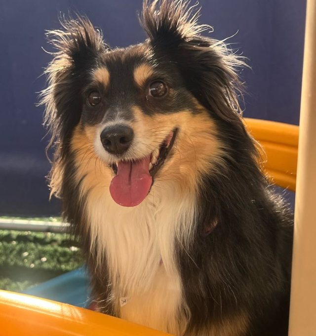 Congratulations, Zac, our May Dog of the Month!