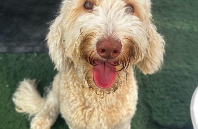 Congratulations, Willa June, our June Dog of the Month!