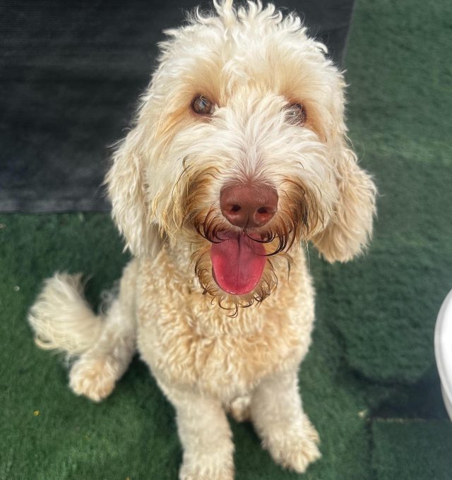 Congratulations, Willa June, our June Dog of the Month!